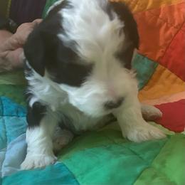 Bailey- blue - Tri-color female Bernedoodle puppy in Lynch Station, Virginia from Mini Bernedoodles by Ziva & Zac