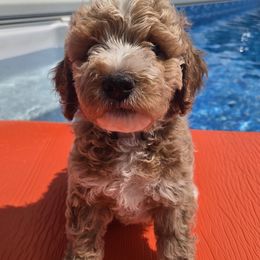Huxley - Apricot male Goldendoodle puppy in Archbold, Ohio from Wurster's Mini Wee Doodles