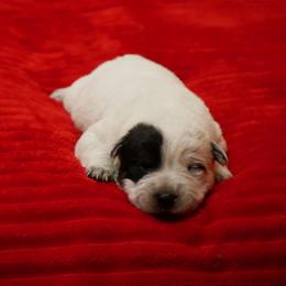 Boy 3 - Blue male Australian Cattle Dog puppy in Buffalo Valley, Tennessee from Buffalo Valley Breeders