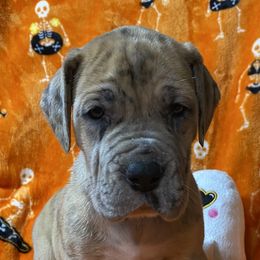 Candy - Merle female Great Dane puppy in White City, Kansas from Southwind Great Danes