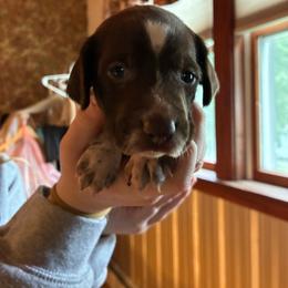 Yellow - White and liver female German Shorthaired Pointer puppy in Spencer, Massachusetts from Outback Kennels