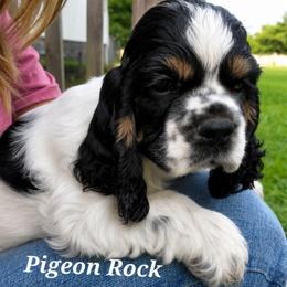 Pigeon Rock Cocker's Green Collar - Black white and tan male Cocker Spaniel puppy in Calhoun, Georgia from Pigeon Rock Cockers
