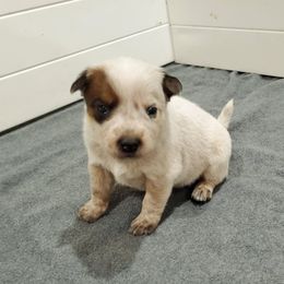 Australian Cattle Dog Puppies from DCR Working ACD
