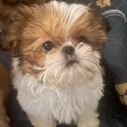 Sweetheart Dex - Red and white male Shih Tzu puppy in Galveston, Texas from 🌗 New Moon Shih Tzu 🌗