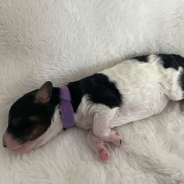 Purple Collar - Black and white female Sheepadoodle puppy in Hudson, Florida from Tampa Sheepadoodles