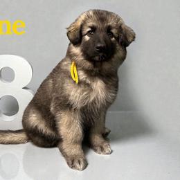 Celine - Black and tan female Shiloh Shepherd puppy in Lancaster, Ohio from Brick Chapel Shilohs