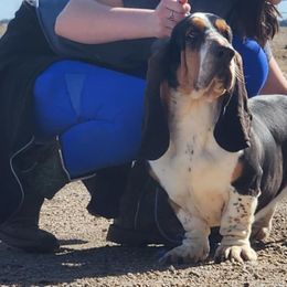 Basset Hounds and Golden Retrievers from Storm Chasers Retrievers