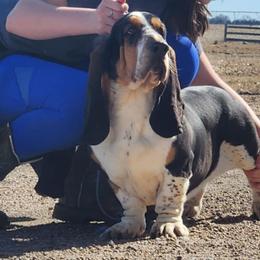 Basset Hounds and Golden Retrievers from Storm Chasers Retrievers