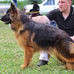 Pepper  - German Shepherd