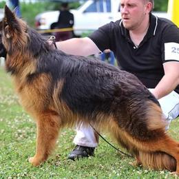 Pepper  - German Shepherd