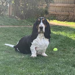 Madison - Black white and brown female Basset Hound puppy in Remington, Virginia from Lotus Rose Basset hounds