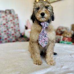 Arcanine - Sable male Goldendoodle puppy in Twin Falls, Idaho from Burrow & Bone