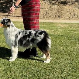 Australian Shepherds from Oceanside Aussies