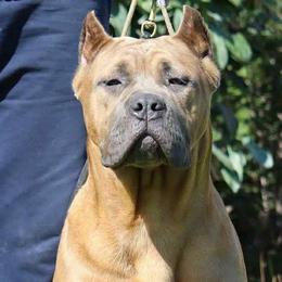 Brussels Griffon and Cane Corso All Grown Up from Icon Cane Corso