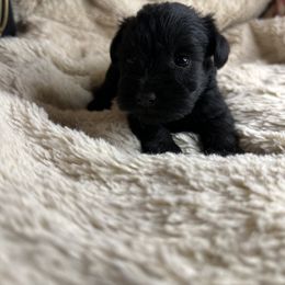 Girl 3 - Black Miniature Schnauzer puppy in Dunkirk, Indiana from Walker's Schnauzers