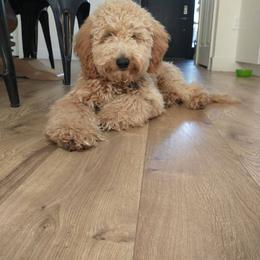 Goldendoodle Puppies from Dashing Doodle Pups
