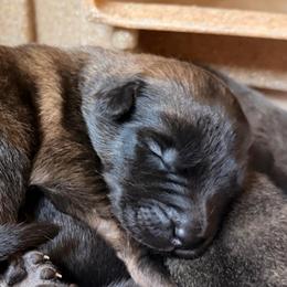 Stout black mask male - Fawn sable male Belgian Malinois puppy in Dallas, Texas from RoyalHaus Malinois