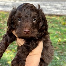 Walnut - Chocolate male Goldendoodle puppy in Wharton, Texas from Little Fur Friends
