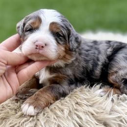 Churro (orange collar) - Blue merle male Bernedoodle puppy in Colorado Springs, Colorado from Mercy Mountain Bernedoodles