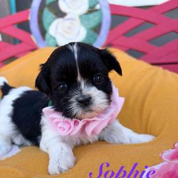 Sophie - Black and white female Shih Tzu puppy in Hemet, California from Aloha Shih Tzu