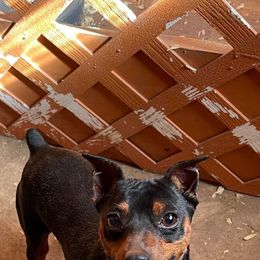 Timmy - Miniature Pinscher
