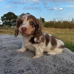 Chocolate and Cream Piebald Boy - Chocolate and cream male Dachshund puppy in Choctaw, Oklahoma from TS Performance Horses & Dachshunds