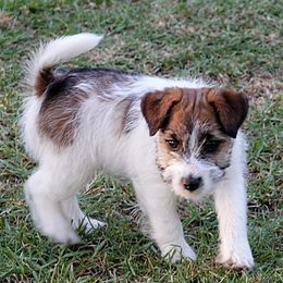 4th born - Russell Terrier puppy from Rose In Vale Russell Terriers