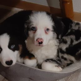 Blue merle male - Blue merle Toy Australian Shepherd puppy in Rochester, Minnesota from Aussies Done Wright