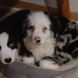 Blue merle male - Blue merle Toy Australian Shepherd puppy in Rochester, Minnesota from Aussies Done Wright