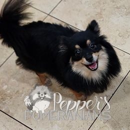 Penny - Pomeranian
