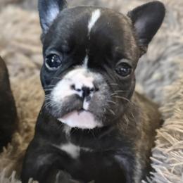 Girl 1 - Brindle and white female French Bulldog puppy in Livingston, Texas from Drake Home Frenchies