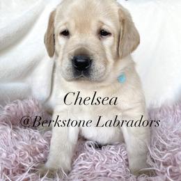 Chelsea - Yellow female Labrador Retriever puppy in Harrisburg, Pennsylvania from Berkstone Labradors