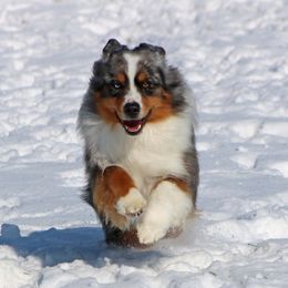 Nick - Miniature American Shepherd