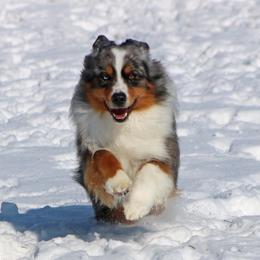 Nick - Miniature American Shepherd