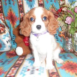 Lola - Blenheim female Cavalier King Charles Spaniel puppy in Woonsocket, Rhode Island from Walnut Grove Cavaliers