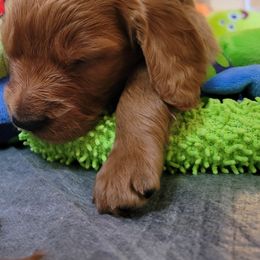 Goldendoodle Puppies from Dream Doodles