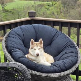 Lola - Siberian Husky