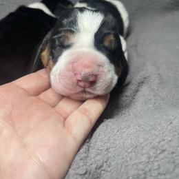 Canute - Black brown and white male Basset Hound puppy in Idaho Falls, Idaho from Peach Blossom Bassets