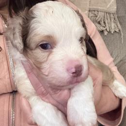 Mighty Mac - Red merle male Miniature American Shepherd puppy in Rockford, Illinois from Andover Aussies