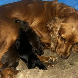 English Cocker Spaniel Puppies from Hawkeye Kennels