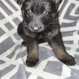 Black and yellow - Black and tan female German Shepherd puppy in Enid, Oklahoma from Vom Holtzinger German Shepherds