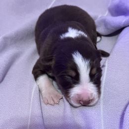 Brownie - White and red male Border Collie puppy in Mckinney, Texas from Border Collies of Ruidoso