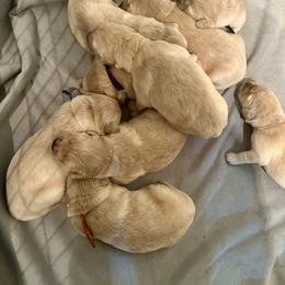 Male 5 - Golden male Golden Retriever puppy in Rainier, Washington from Hanson’s NW Goldens & Doodles
