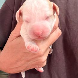 Lotus - Parti female Goldendoodle puppy in Knoxville, Tennessee from Graystone Doodles