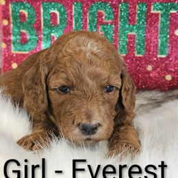 Mount Everest - Red female Labradoodle puppy in Phelan, California from Family Doodles