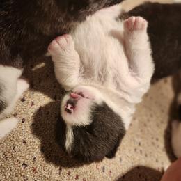Akita Puppies from TLC Akitas