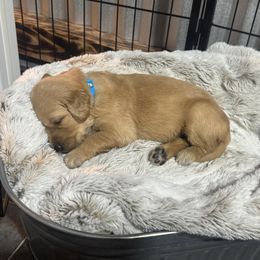Stevie - Light golden female Golden Retriever puppy in Evansville, Wyoming from Pura Vida Golden Retrievers
