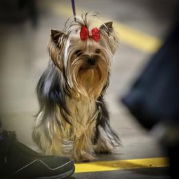 Yorkshire Terrier Puppies from Yorkies Kisses