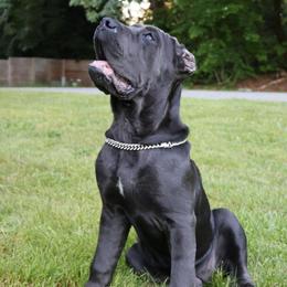 Katie - Gray brindle female Cane Corso puppy in Seattle, Washington from Grande Kennels