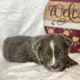 Dilute Black Tri Female - Black tri Miniature Australian Shepherd puppy in Cusick, Washington from Dry Ridge Miniature Australian Shepherds